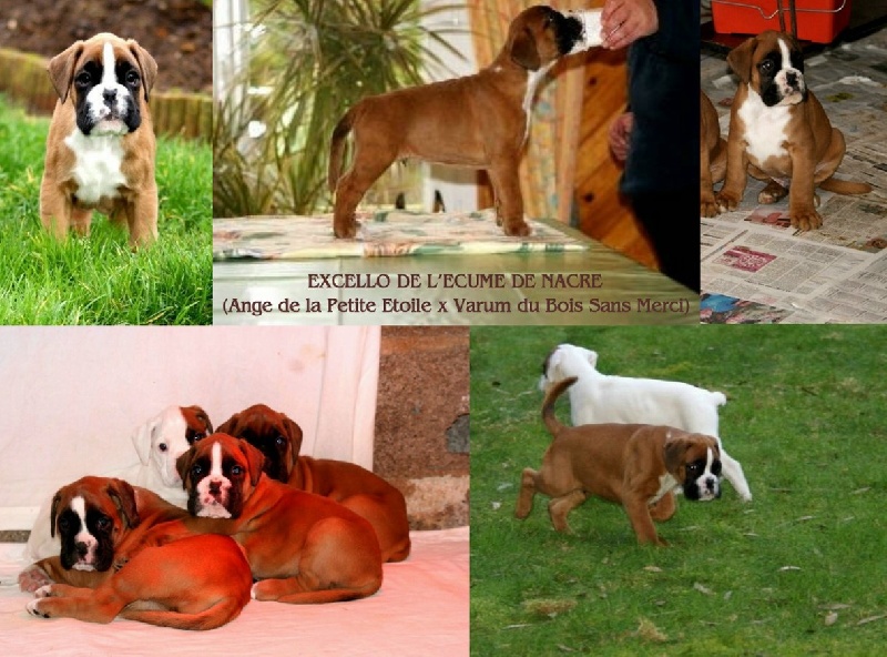 Publication : De l'Ecume De Nacre Auteur : Christelle