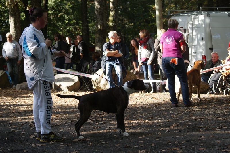 CH. Baisha du repos de la biche - 1 ère Excellent Meilleure Vétéran
