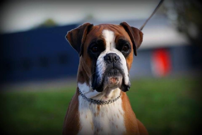 Gwennig De l'Ecume De Nacre - 1 er Exc CACS Meilleur Femelle