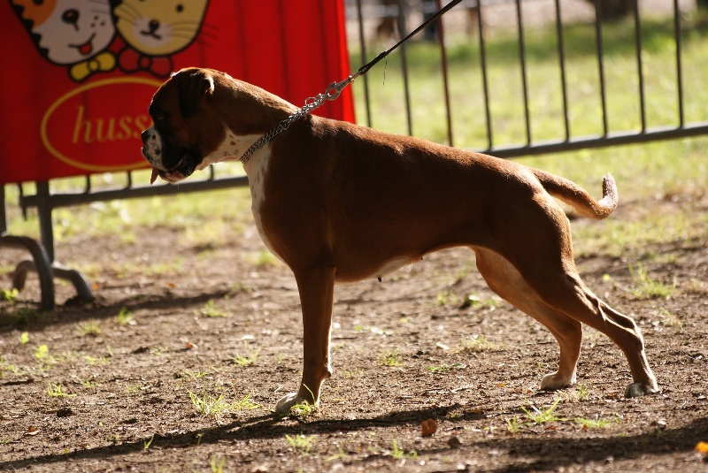 Gwennig De l'Ecume De Nacre - 1 er Excellent Cacs Meilleure De Race