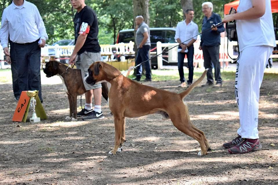 Maiko Du Soleil De L'aurion - 1 er Excellent R-CAJ