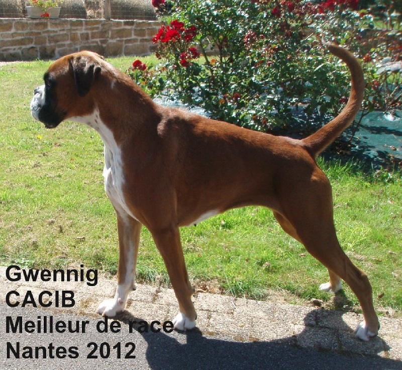 Gwennig De l'Ecume De Nacre - 1 er Exc CACS-CACIB Meilleure De Race