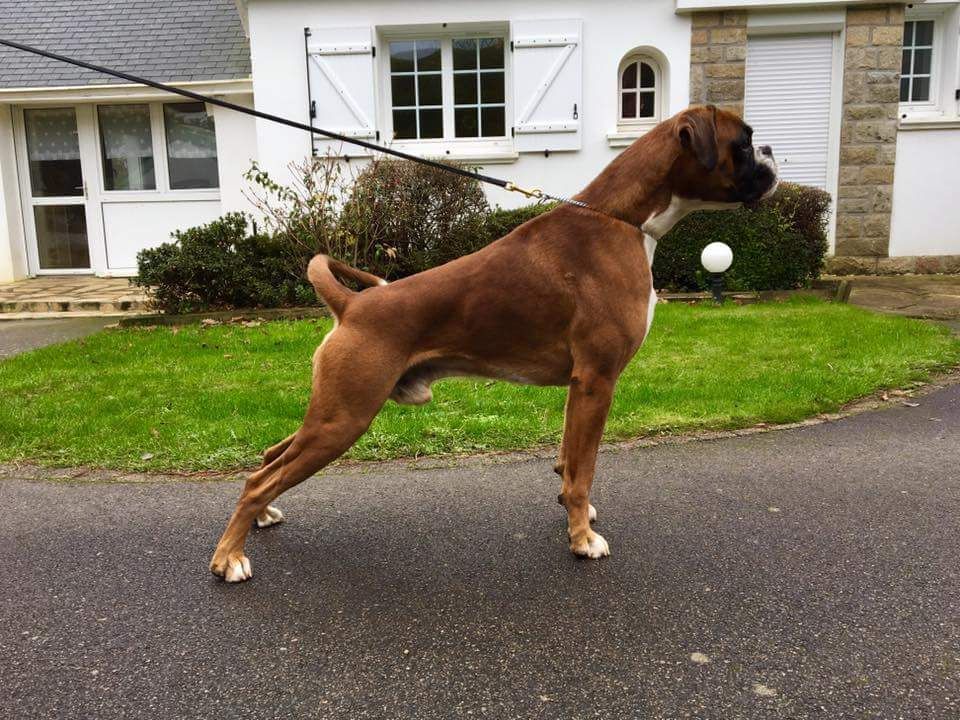 Maiko Du Soleil De L'aurion - 1 er Excellent CACS