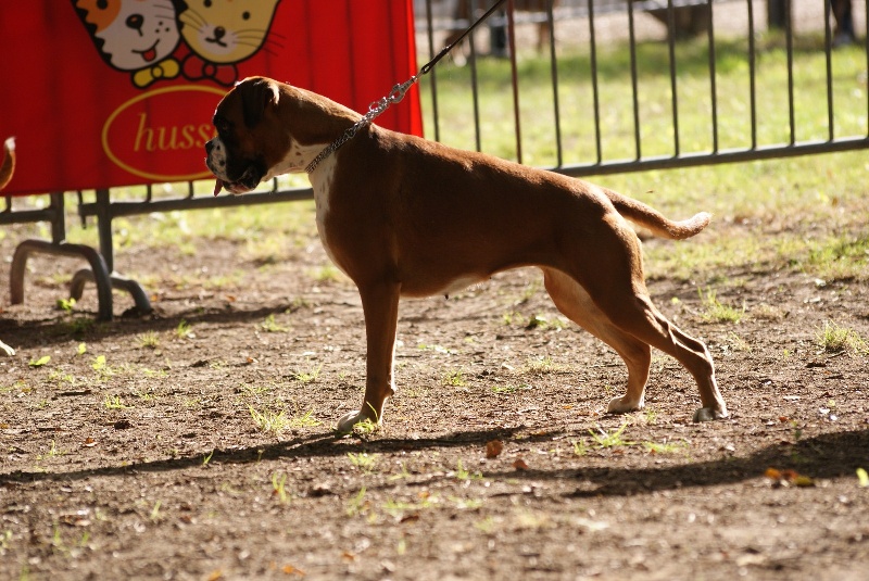 Gwennig De l'Ecume De Nacre - Excellent