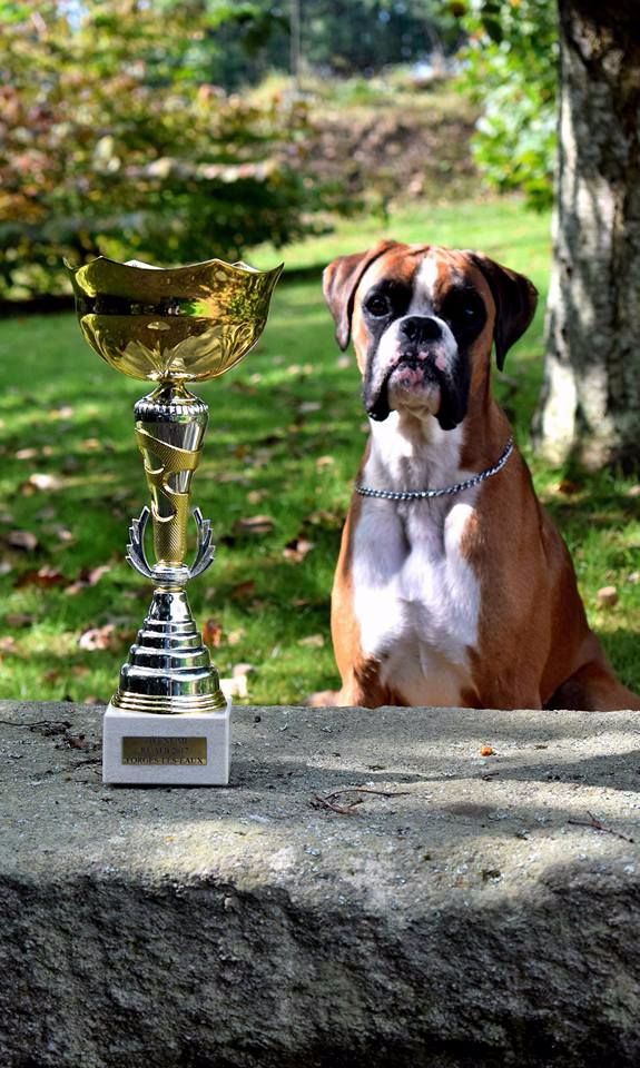 Maiko Du Soleil De L'aurion - 1 er Excellent