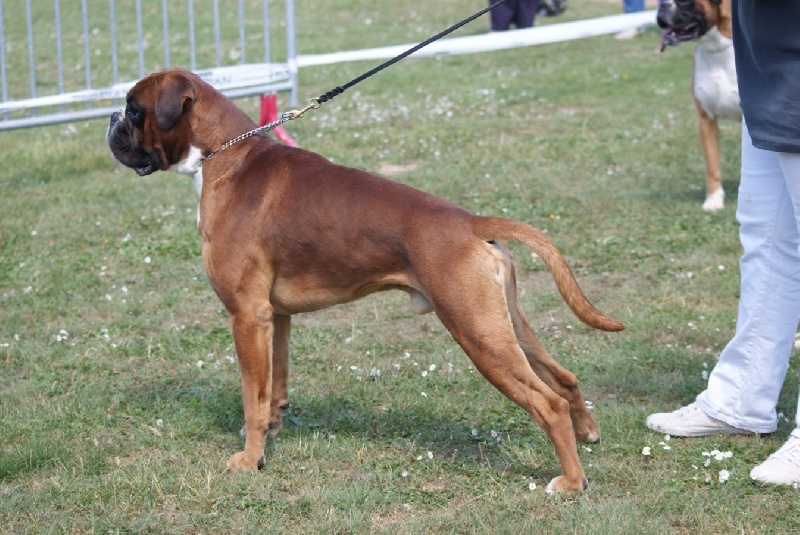 CH. Excello De l'Ecume De Nacre - 2 excellent sur 17 chiens