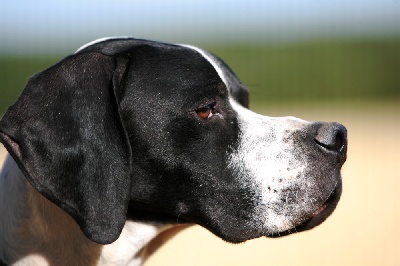 Accueil Elevage De Lescalayole Eleveur De Chiens Pointer