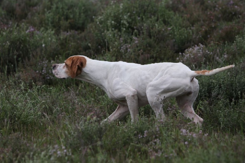 Publication : de l'Escalayole Auteur : Richard Colinet.