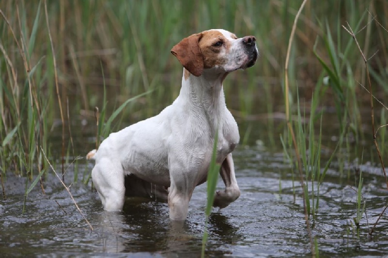 Publication : de l'Escalayole Auteur : Richard Colinet.
