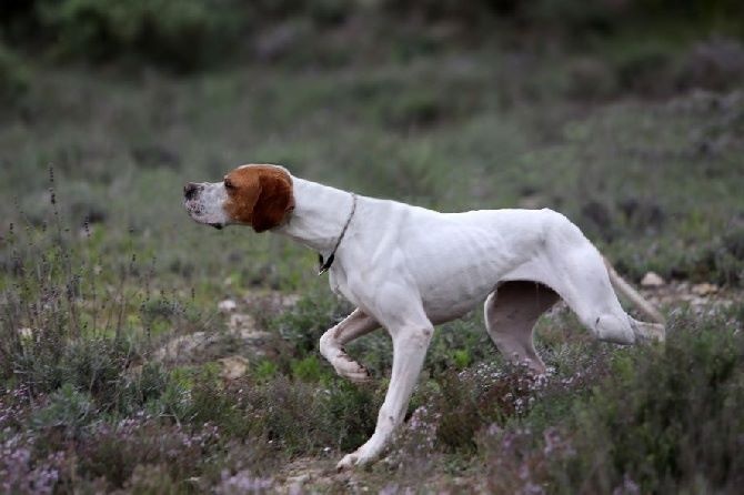 Publication : de l'Escalayole Auteur : Richard Colinet.