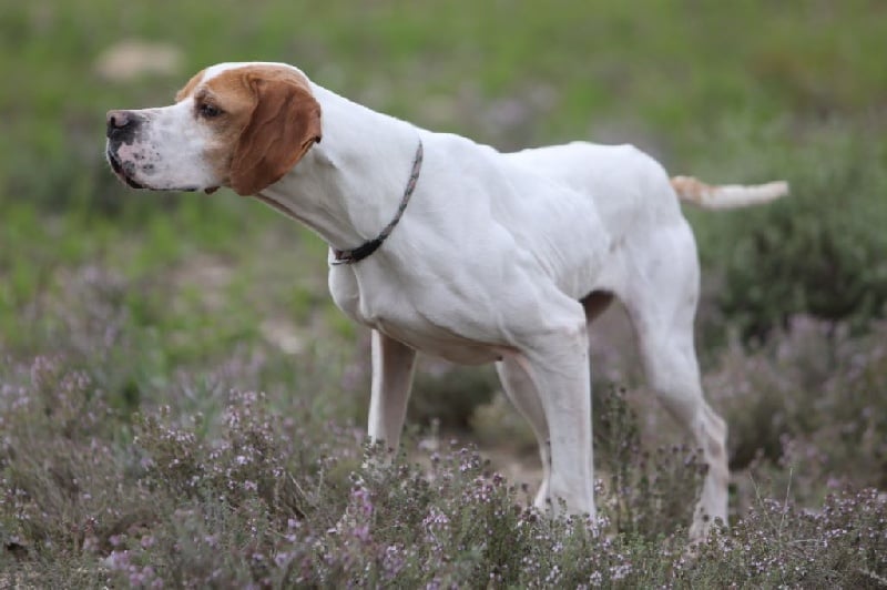 Publication : de l'Escalayole Auteur : Richard Colinet.
