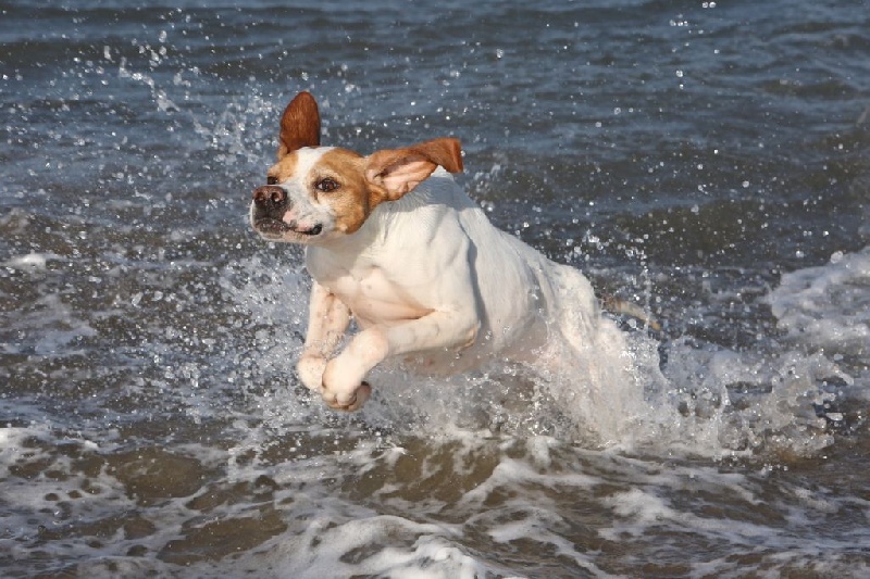 Publication : de l'Escalayole Auteur : Richard Colinet.