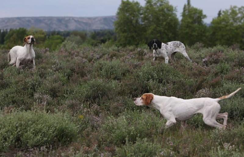Publication : de l'Escalayole Auteur : Richard Colinet.