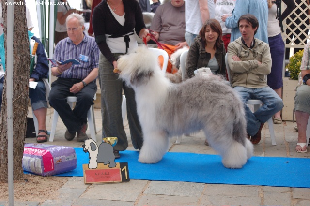 CH. Crescent blue moon From clear spring - 1 er EXC. Classe jeune