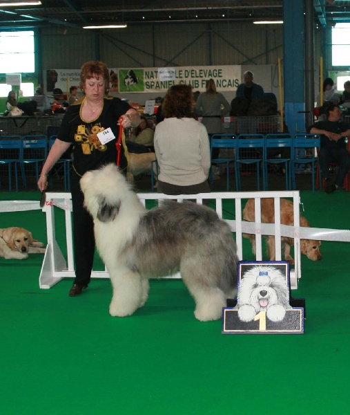 CH. Crescent blue moon From clear spring - 1exc Meilleur jeune