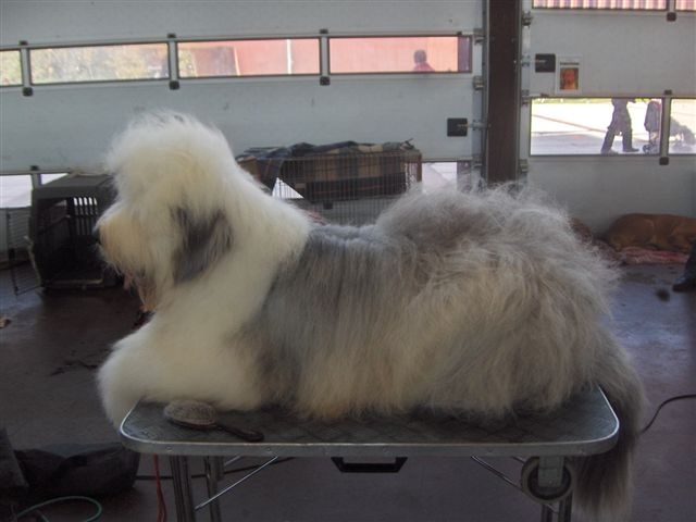 CH. Crescent blue moon From clear spring - 1 er EXC Classe Ouverte CACS/RCACIB