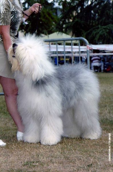 CH. Tennessee of the Arabian Nights - Classe ouverte 2ème Exc RCACS-RCACIB