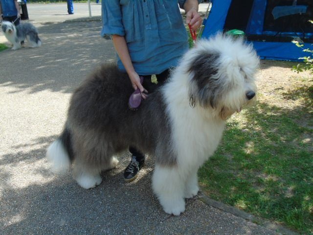 aryakas Themistoklis - 1er Très bon Classe Intermédiaire