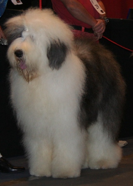 CH. Crescent blue moon From clear spring - Classe ouverte 1 er EXC CACS/CACIB