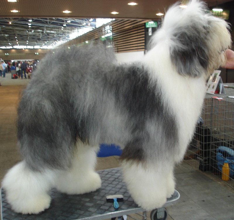 CH. Crescent blue moon From clear spring - Classe ouverte 1 er Exc CACS CACIB MEILLEUR DE RACE