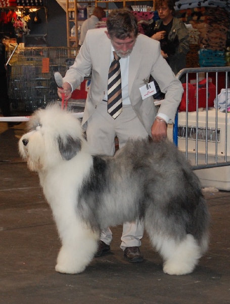 CH. Crescent blue moon From clear spring - Classe ouverte 1er EXC CACS/CACIB MEILLEUR DE RACE 3ème BIG