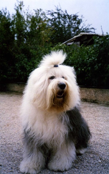 CH. Tennessee of the Arabian Nights - 1 EXCELLENT DANS NOTRE COEUR