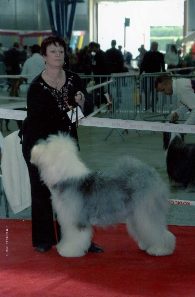 CH. Tennessee of the Arabian Nights - Classe ouverte 3 ème Exc