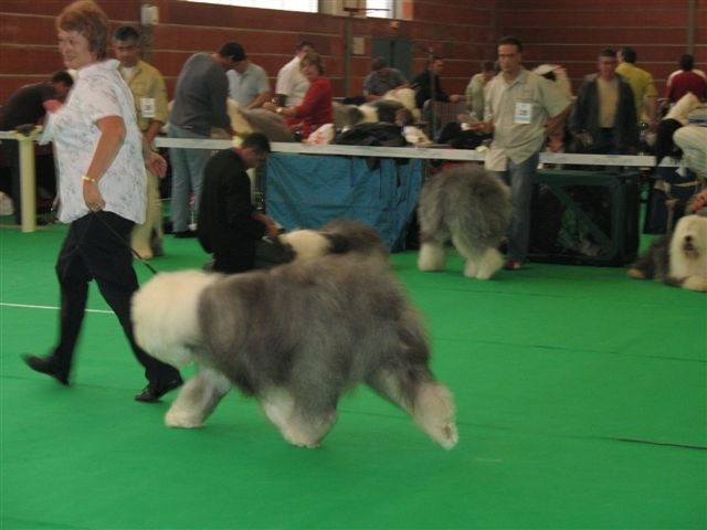 CH. Tennessee of the Arabian Nights - Classe ouverte 5 ème Exc