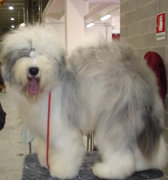 CH. Crescent blue moon From clear spring - Classe ouverte 1 er Exc CACS CACIB