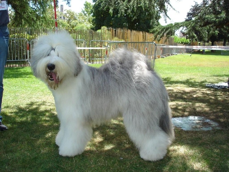 CH. Crescent blue moon From clear spring - 1 er EXC CACS-CACIB Classe Ouverte