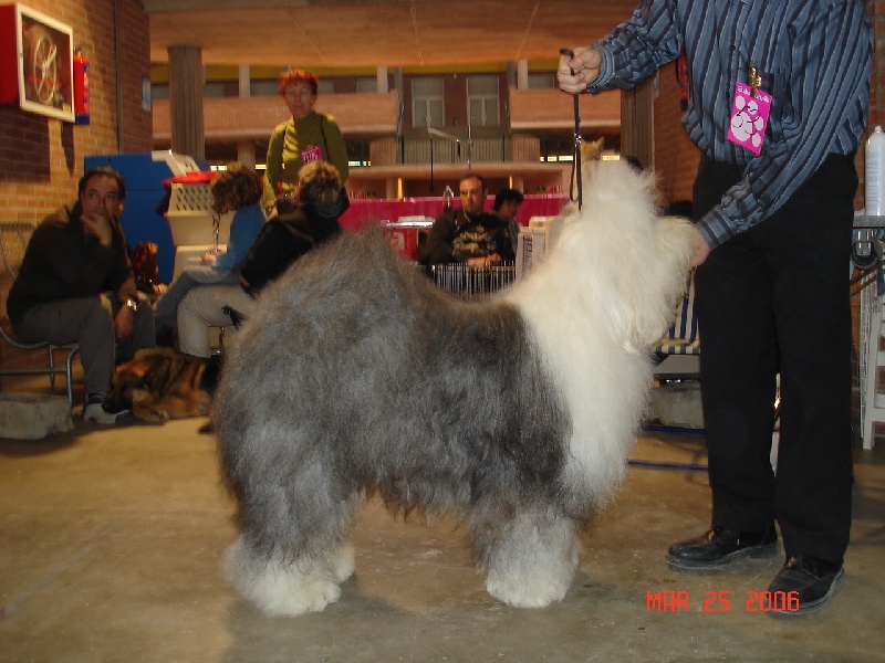 CH. Tennessee of the Arabian Nights - Classe ouverte 1 er Exc CACS CACIB