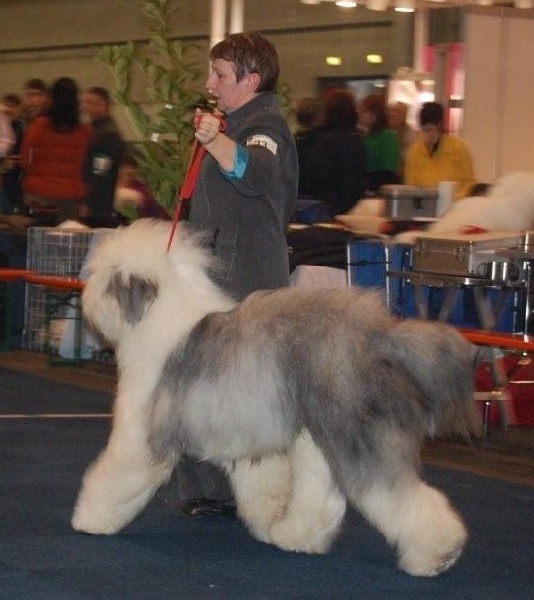 CH. Crescent blue moon From clear spring - Classe Intermédiaire 2 ème Exc RCACS