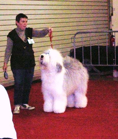 CH. Crescent blue moon From clear spring - 1 er EX classe ouverte C.A.C SUISSE de BEAUTE