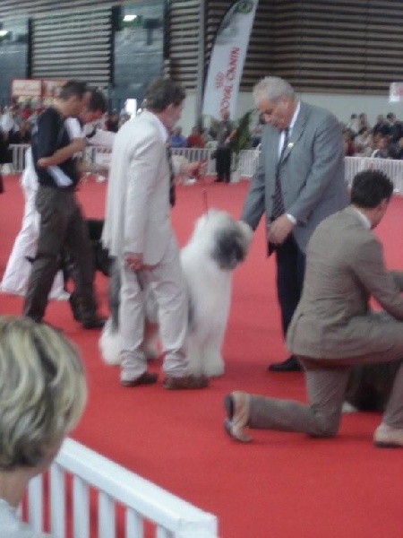 CH. Crescent blue moon From clear spring - RING D HONNEUR