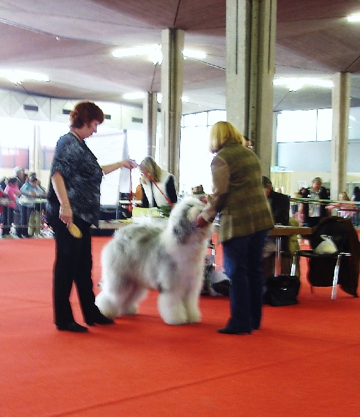 CH. Crescent blue moon From clear spring - 1 er EXC classe ouverte C.A.C SUISSE de BEAUTE