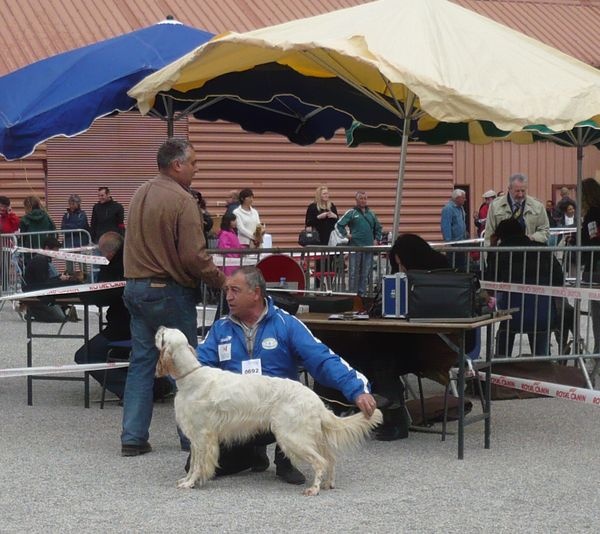 Mart Della bassana - 1er EXC-CACS meilleur de race, 3ème du 7ème groupe