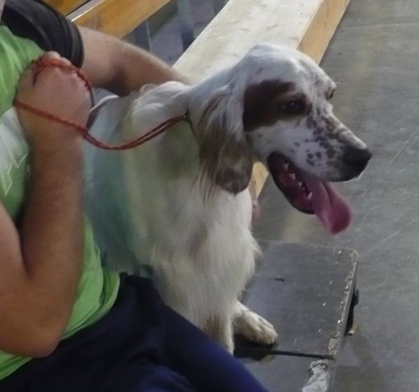 Mart Della bassana - 1er EXC classe intermédiaire