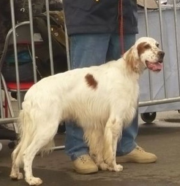 Mart Della bassana - 1er EXC-CACS-CACIB