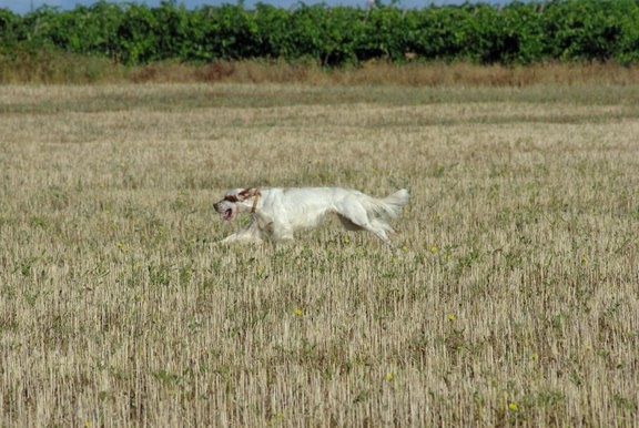 Mart Della bassana - TAN 09