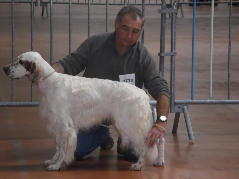 Mart Della bassana - 1er EXC-CACS-CACIB meilleur de race.