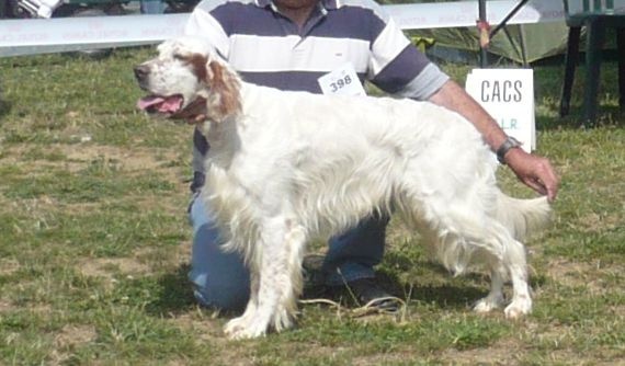 Mart Della bassana - CACS meilleur de race, meilleur du 7 ème groupe, 2 ème Best in show