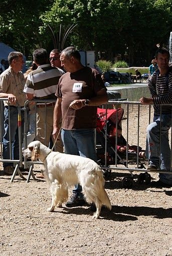Mart Della bassana - 1er EXC-CACS meilleur de race