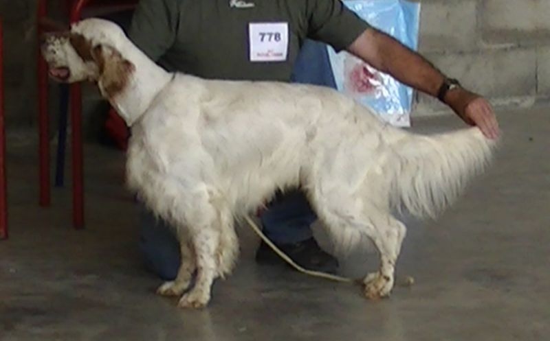 Mart Della bassana - 1er EXC-CACS meilleur de race, meilleur du groupe 7.