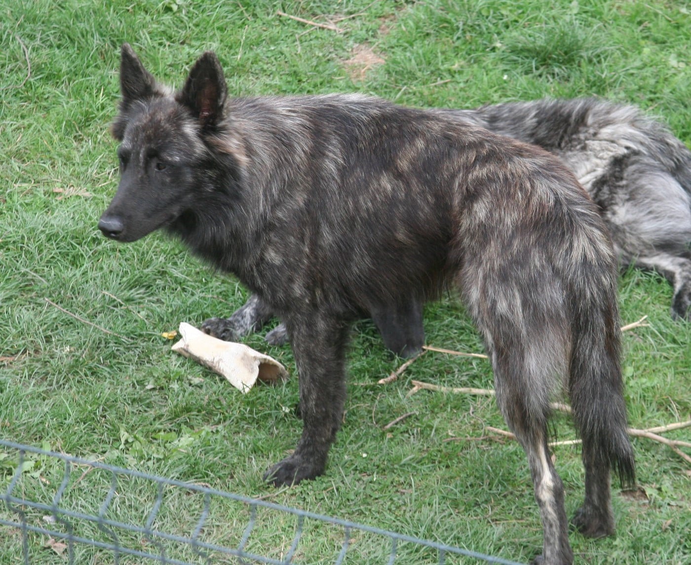 Valerian Dovahkiin Daal