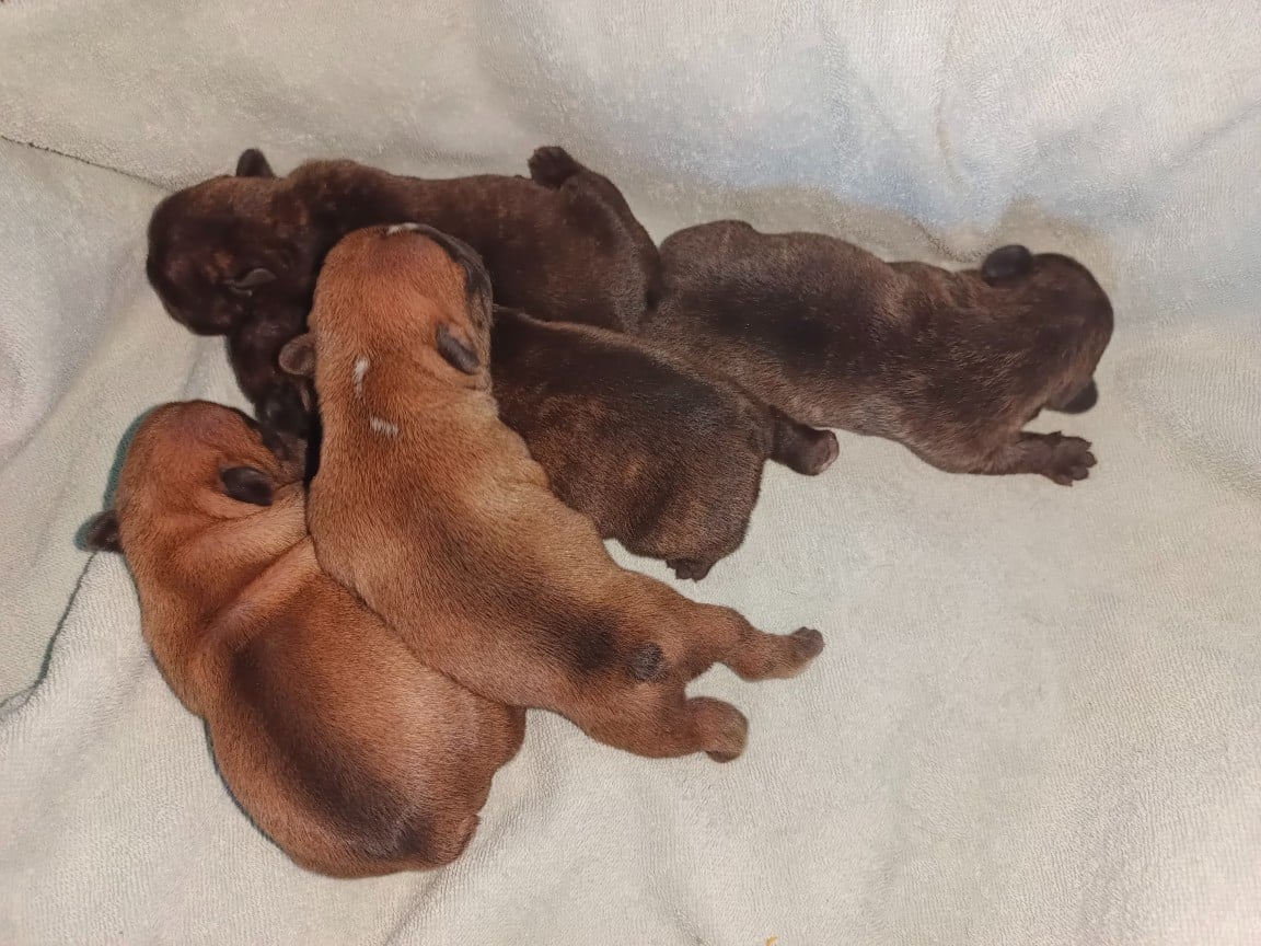 Bouledogue français - du clos des Obiers