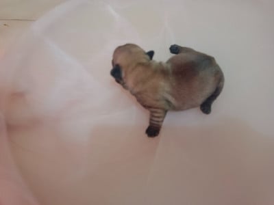 Les chiots de Bouledogue français