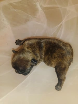 Les chiots de Bouledogue français