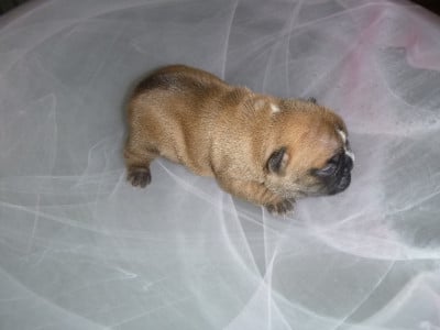 Les chiots de Bouledogue français