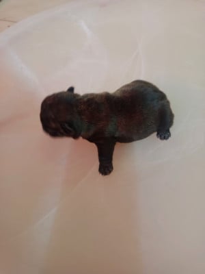 Les chiots de Bouledogue français