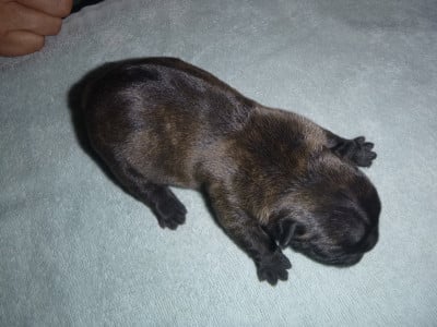 Les chiots de Bouledogue français